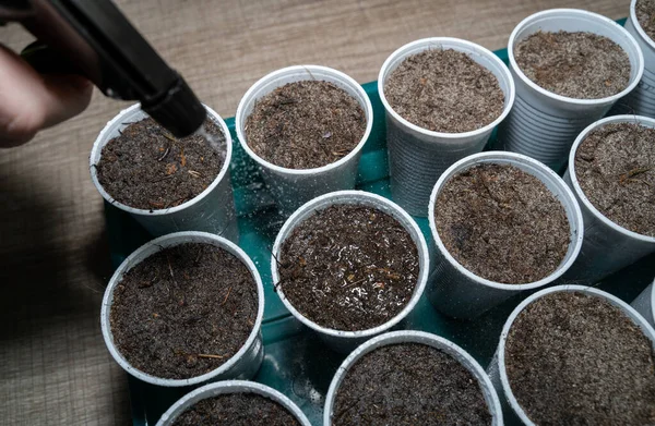 stock image Fresh vegetables sowing in plastic cups are watered with a sprayer