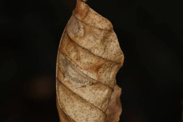 Close Brown Weathered Beech Leaf Hanging Branch Dark Background — Stock Photo, Image