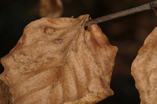 枝にブナの葉を乾燥させた茶色のクローズアップ — ストック写真