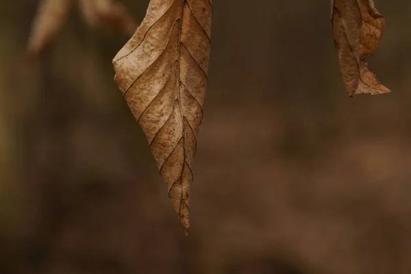 茶色いしわのブナの葉は森の中の枝にぶら下がっている — ストック写真