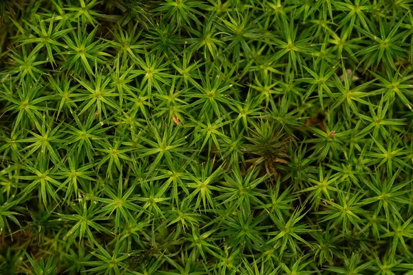 森林地面上的新鲜绿色苔藓 — 图库照片