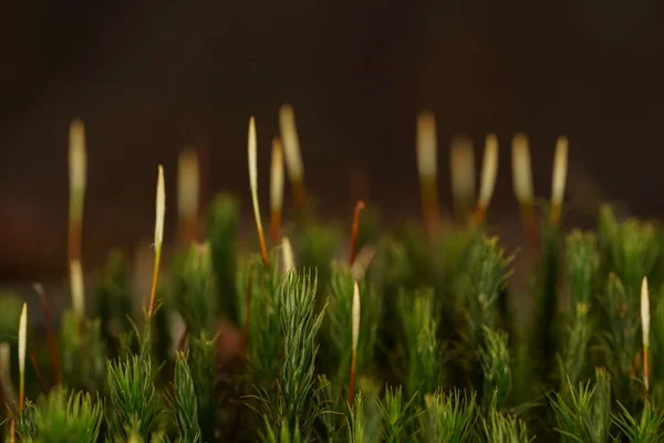 Makro Záběr Zeleného Mechu Zemi Lesa — Stock fotografie