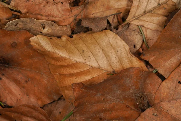 森の床にブナの葉を持つ秋の背景 — ストック写真