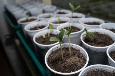 Pencere kenarında büyüyen bir haftalık salatalık fideleri.