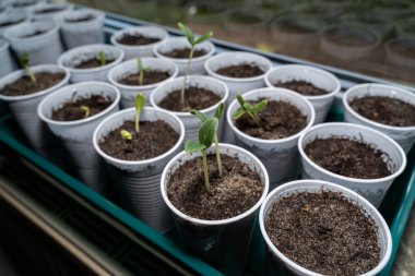 Pencere kenarında toprak olan bardaklarda salatalık fideleri