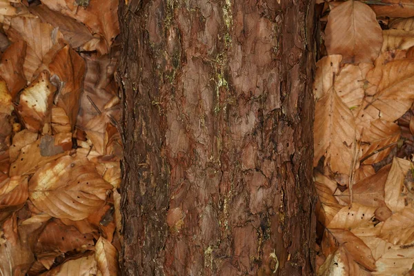 Ležící Borový Kmen Hnědých Bukových Listech Lesní Flóře — Stock fotografie