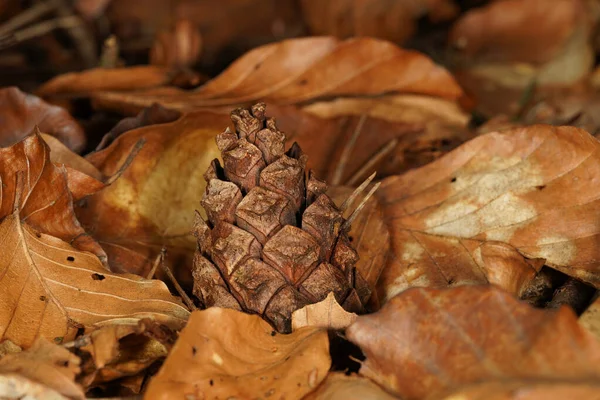 Stock image Autumnal background with pine cone and brown beech leaves 