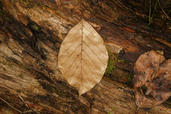 森の中の木の幹に茶色のブナの葉 — ストック写真