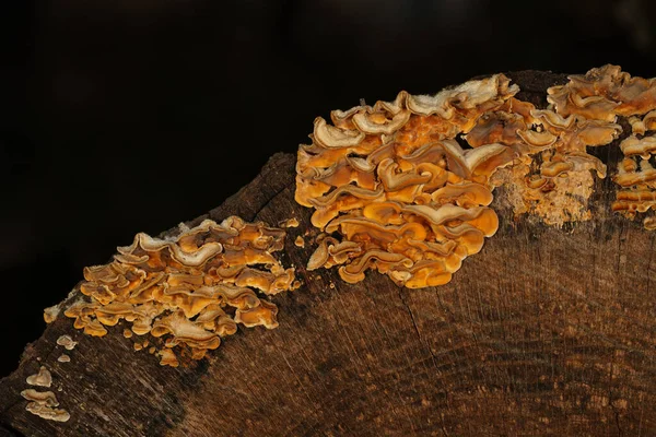 Ağaç gövdesinin kenarındaki mantarları kapat. 