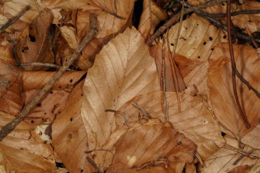 Kahverengi kayın yaprakları, çam iğneleri ve orman zemininde küçük ahşap dalları olan sonbahar arkaplanı