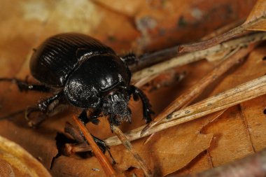 Ormandaki kahverengi yaprakların üzerindeki tahta gübre böceğine yaklaş. 