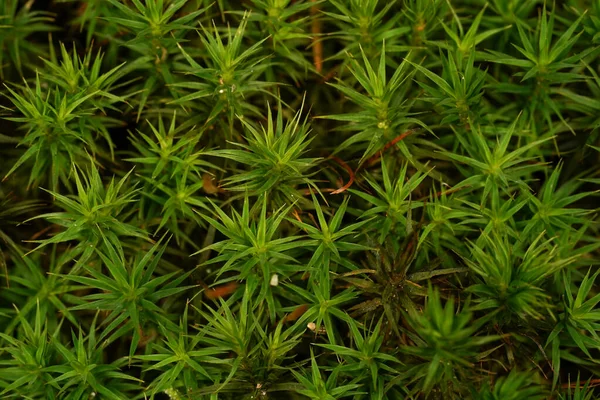 stock image Close up of green moss on the forest floor