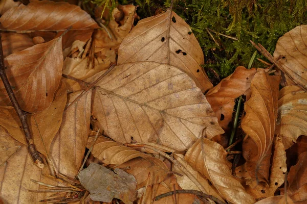 茶色い葉 木の棒 森の床の苔 — ストック写真