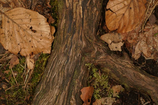 Коріння Дерева Лісовій Підлозі Буковим Листям Боків — стокове фото