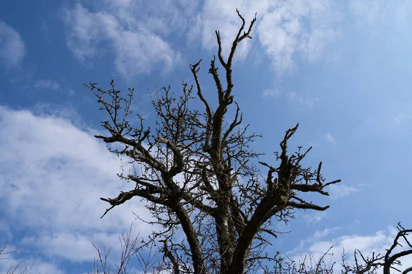 stock image Old leafless tree with blue cloudy sky in the background in spring 