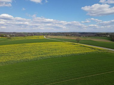 Çiçek açan kolza tohumu tarlaları, büyüyen buğday tarlaları ve baharda mavi gökyüzü