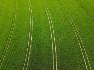 Baharda şeritleri olan yeşil buğday tarlasının en üst görüntüsü
