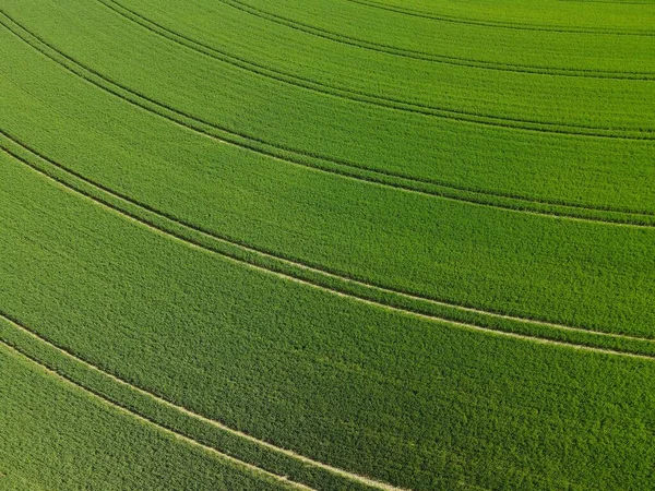 上からの車線と緑の成長するコムギ畑 — ストック写真