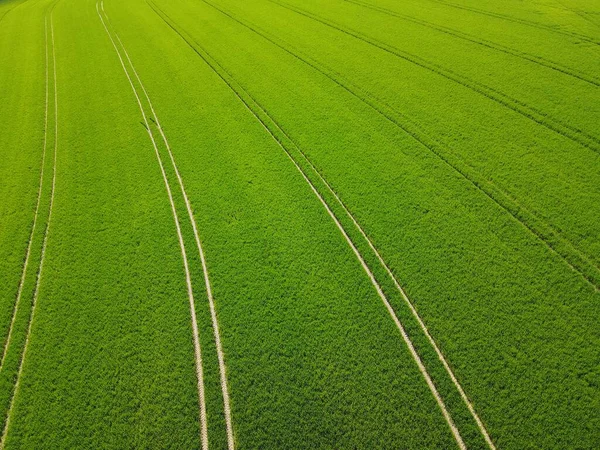 Luftaufnahme Des Grünen Wachsenden Weizenfeldes Frühling — Stockfoto