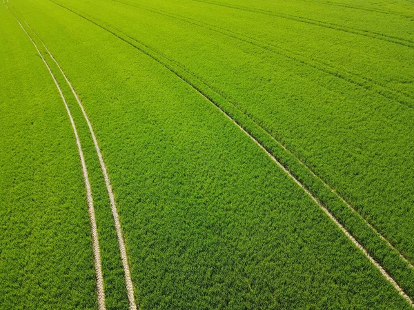 Drohnen Ansicht Des Grünen Wachsenden Weizenfeldes Mit Streifen Frühling — Stockfoto