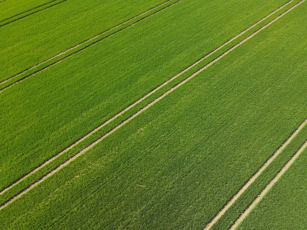 Frisch Wachsender Weizen Auf Ackerfeld Mit Streifen Frühjahr — Stockfoto