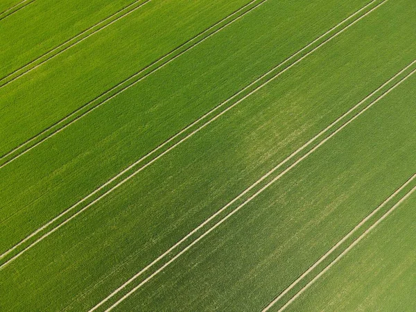 Blick Von Oben Auf Ein Grünes Wachsendes Weizenfeld Mit Gassen — Stockfoto