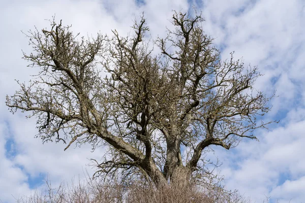 Stare Drzewo Liściaste Zachmurzonym Niebem Tle Wiosną — Zdjęcie stockowe