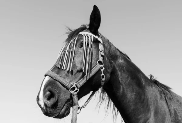 Portrait of a horse with fly protection mask on the face in black and white