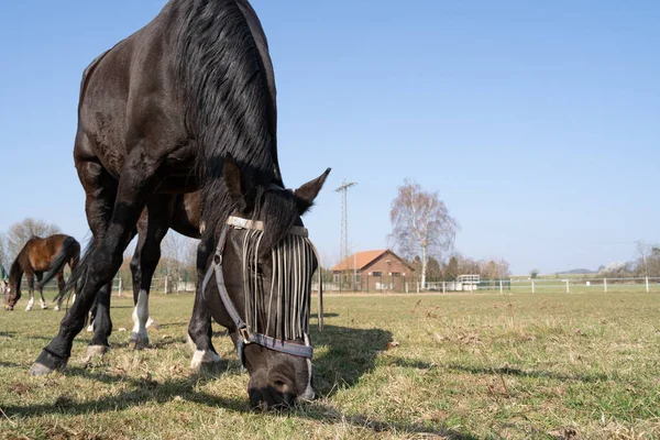 Cavalo Com Proteção Contra Moscas Rosto Enquanto Pastava Prado Dia — Fotografia de Stock