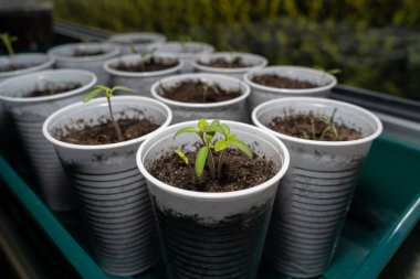 Pencere kenarındaki bardaklarda yeşil domates fideleri yetiştiriyor. 