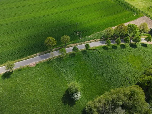 Αεροφωτογραφία Ενός Ανθισμένου Τοπίου Πράσινο Γρασίδι Αναπτυσσόμενο Χωράφι Σιτάρι Και — Φωτογραφία Αρχείου