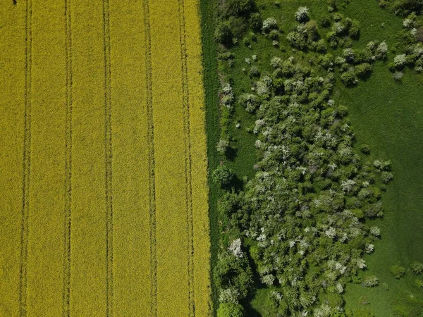Widok Góry Żółtego Kwitnącego Pola Rzepakowego Łąki Drzewami Wiosną — Zdjęcie stockowe