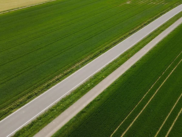 空の道路の上からの眺めと春に成長する小麦畑の間の自転車道 — ストック写真
