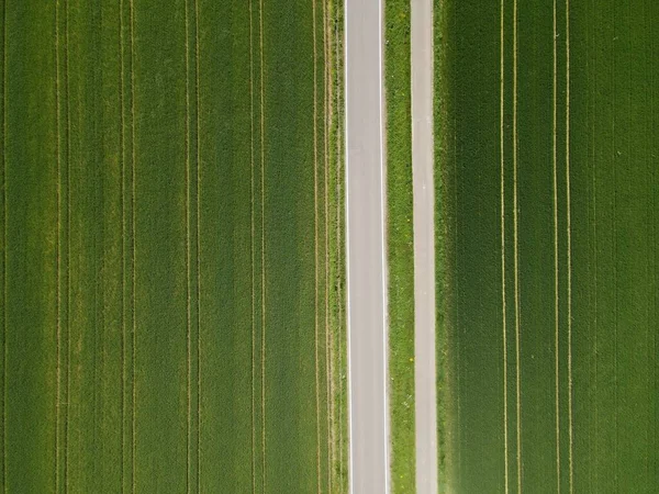 風景の中に緑の小麦畑の間の自転車レーンとアスファルトの道路の上からの眺め — ストック写真