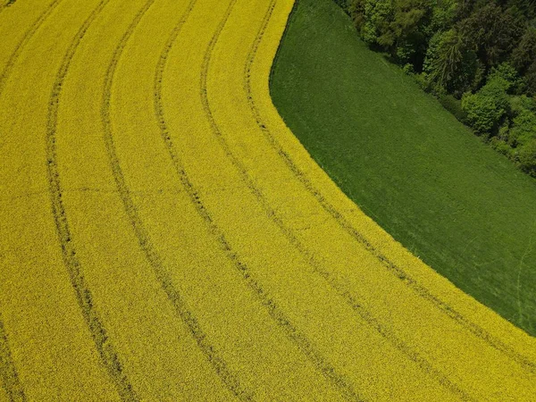 Vista Aérea Campo Colza Amarelo Florescendo Primavera — Fotografia de Stock