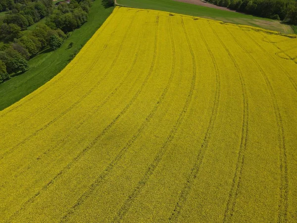 春に縞のある黄色い菜の花畑の空中風景 — ストック写真