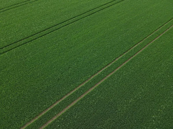 Αεροφωτογραφία Καλλιέργειας Σιταριού Ρίγες Την Άνοιξη — Φωτογραφία Αρχείου