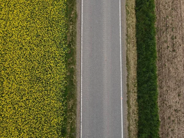 春には菜の花と耕作可能な土地との間の道路のドローンビュー — ストック写真