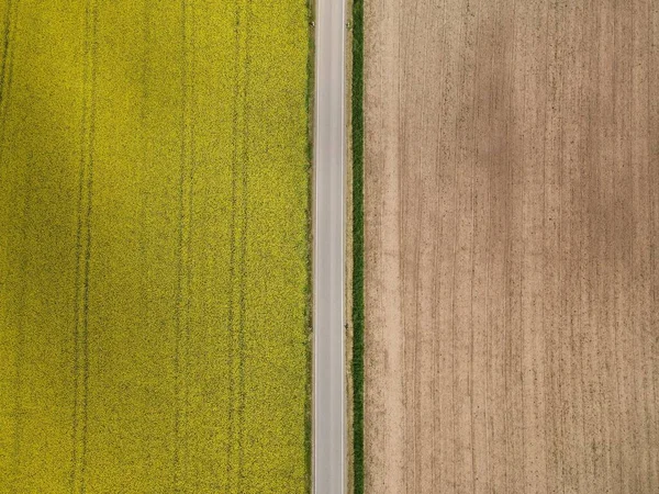 View Yellow Blooming Rapeseed Field Asphalt Road Plowed Arable Field — Stock Photo, Image