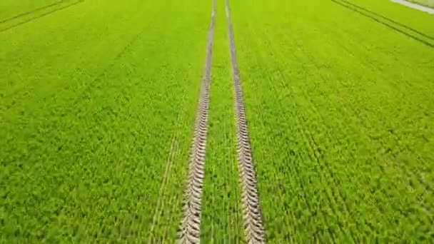 Весной Беспилотник Летит Над Зеленым Пшеничным Полем — стоковое видео