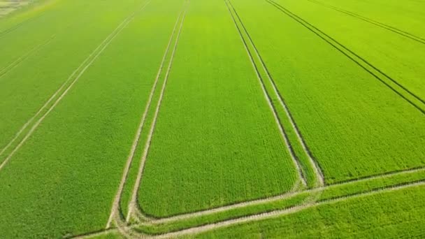 Let Dronem Nad Rostoucím Polem Zelené Pšenice Jaře — Stock video