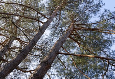 Güneşli bir günde büyük kozalaklı ağaçların alt manzarası