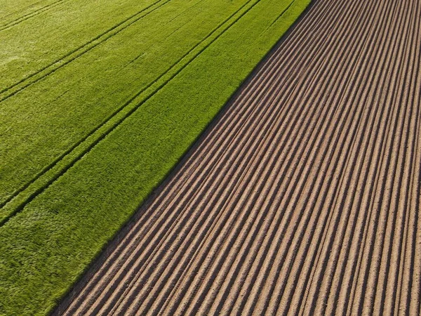 春に成長する小麦と耕地の空中風景 — ストック写真