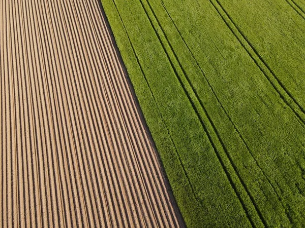 春に緑色の成長するコムギ畑のある耕地の空中風景 — ストック写真