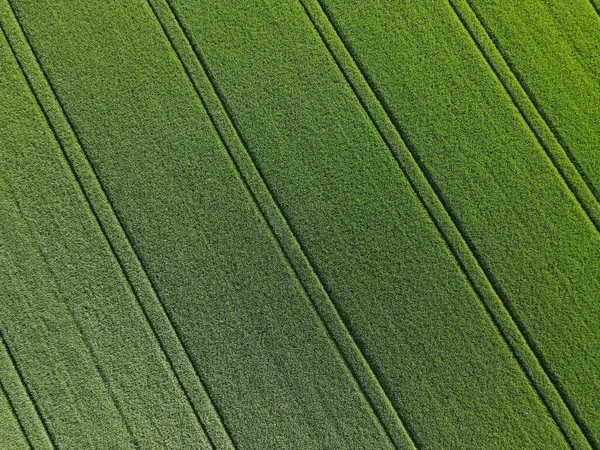 Achtergrond Van Een Groenblijvende Tarwe Met Rijstroken Het Voorjaar — Stockfoto
