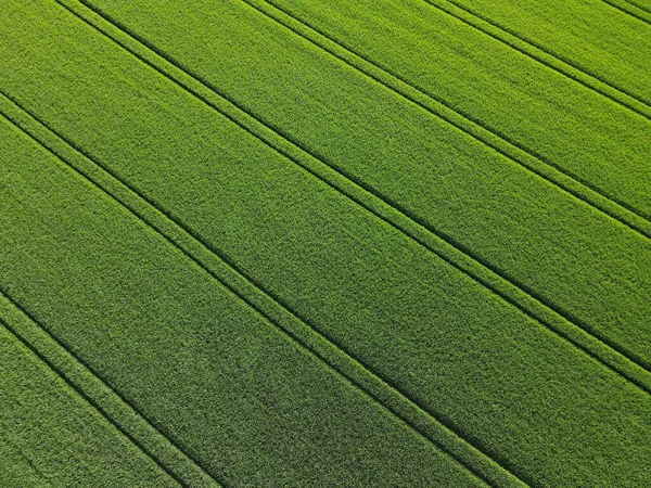 上から春に レーン付きの緑の成長するコムギ畑 — ストック写真