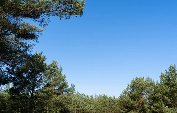 stock image Blue sunny sky surrounded by green coniferous trees with space for text