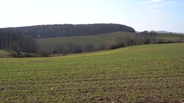 春天的风景 绿油油的庄稼 无叶的树木和蔚蓝的晴空 — 图库视频影像