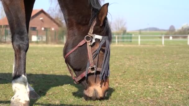 Brązowy Koń Frędzlami Muchy Wypasany Łące Słoneczny Dzień Wiosną — Wideo stockowe