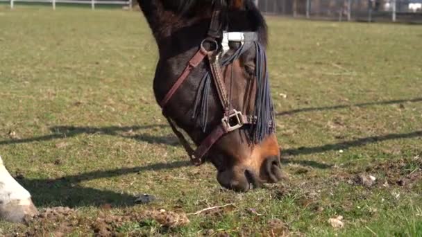 靠近一匹棕色的马 在草地上吃草 — 图库视频影像